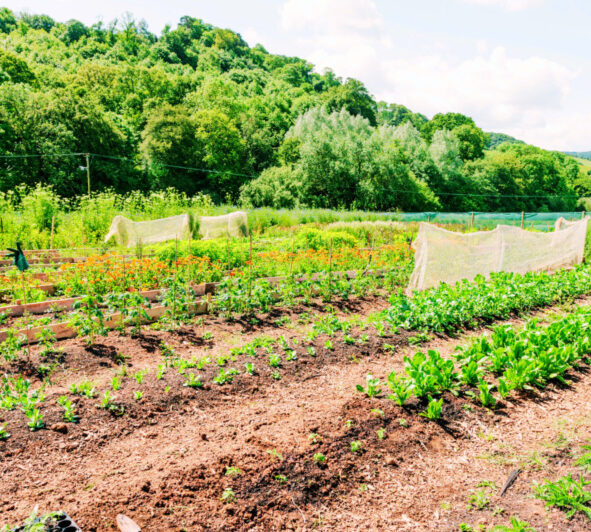 Ouvrier Maraîcher (O.M.)